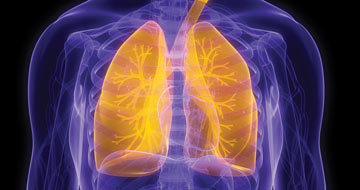 lungs-horz-01-26-2014-3.jpg