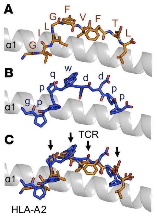 结构模拟表明，天然的多肽分子（A）和合成的“镜像”分子（B）可以形成相似的整体构象（C）