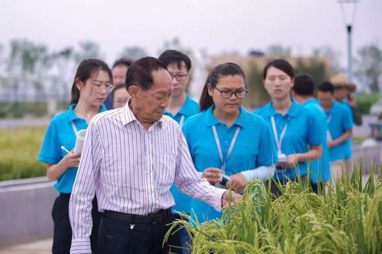 袁隆平团队    供图/青岛海水稻研发中心