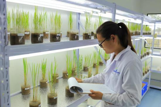 技术人员在实验室中    供图/青岛海水稻研发中心