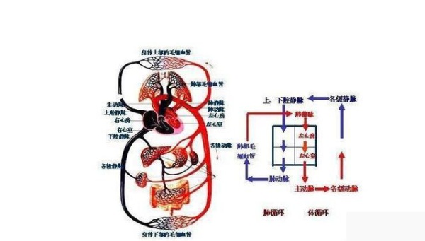 右心衰竭为什么会出现颈外静脉怒张肝充血肿大下肢浮肿体循环中心静脉